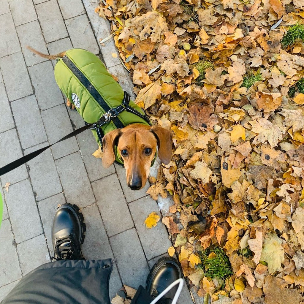 Hund 3-in-1 Jacke