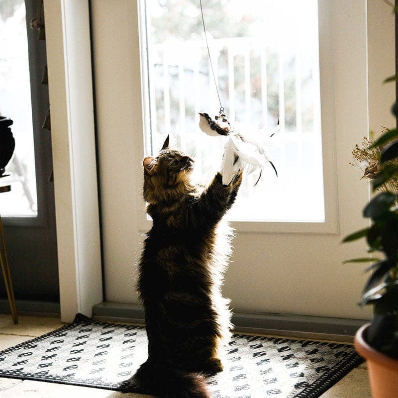 KatzenVogel Spielset