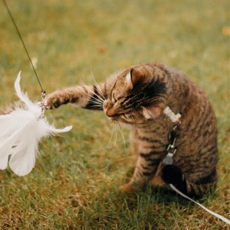 KatzenVogel Spielset