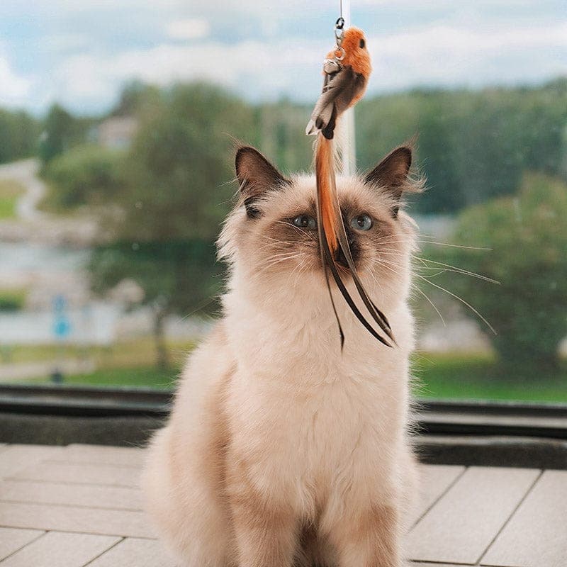 KatzenVogel Spielset