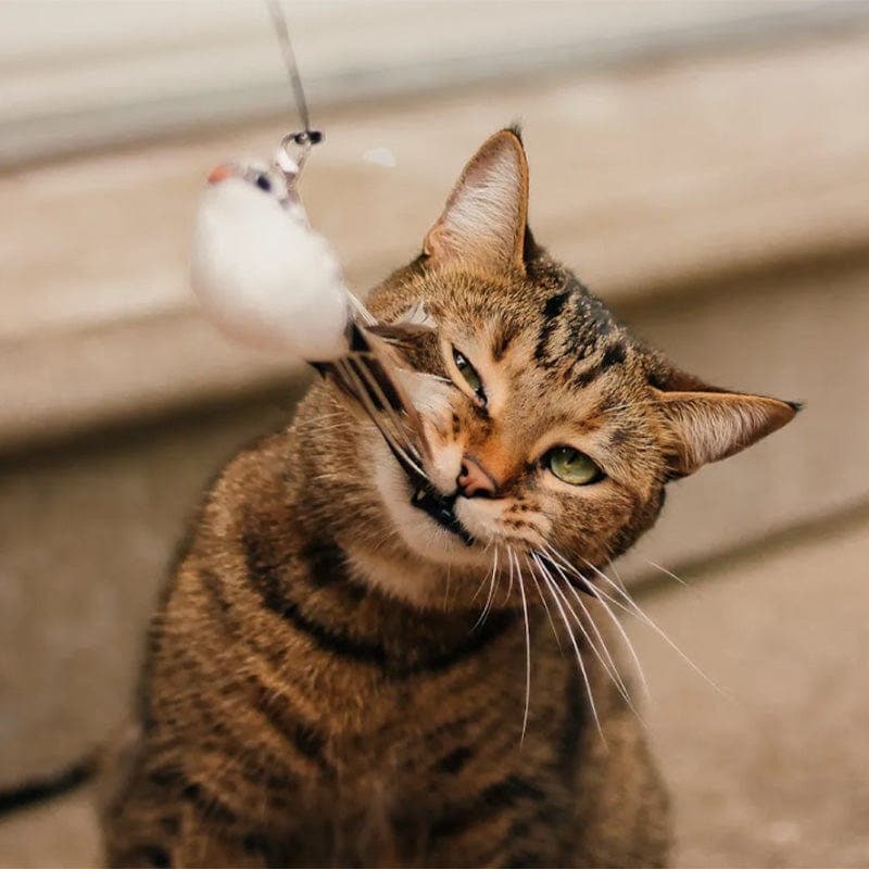 KatzenVogel Spielset