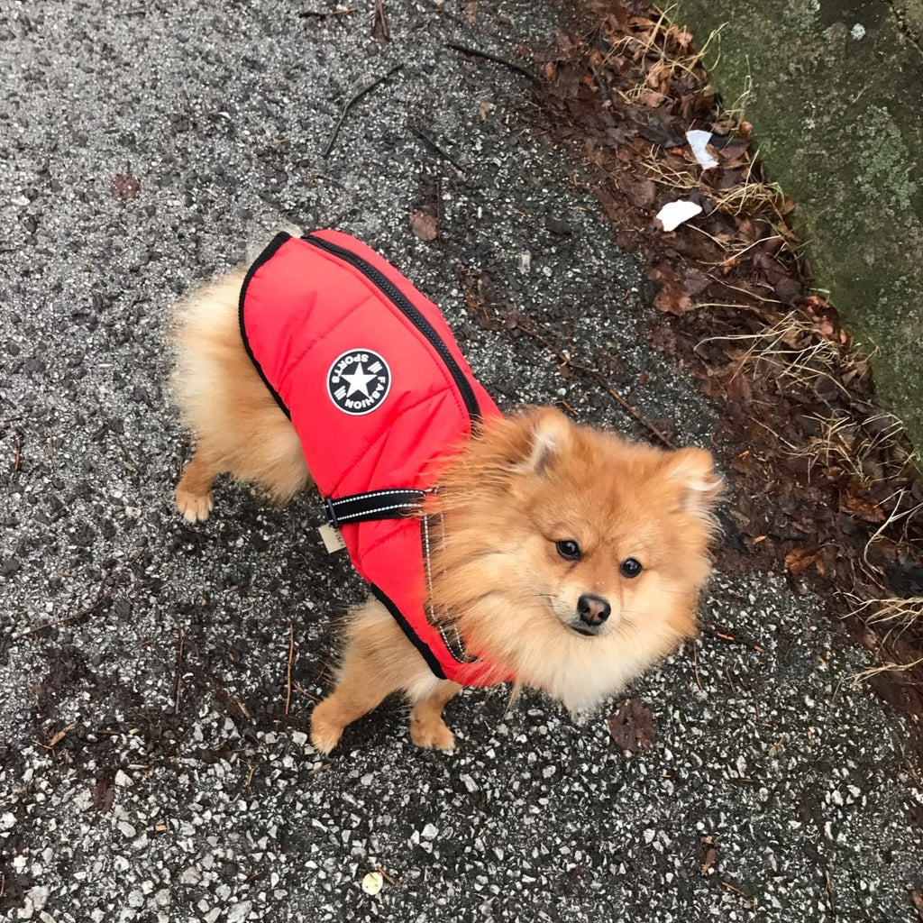 Hund 3-in-1 Jacke